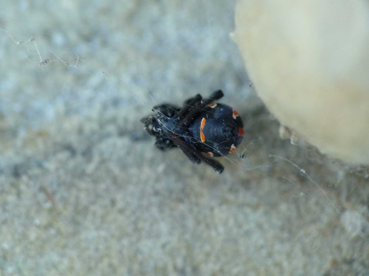 Giovane Latrodectus